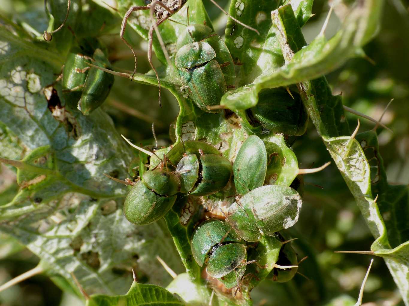 Ammucchiata di Cassida deflorata